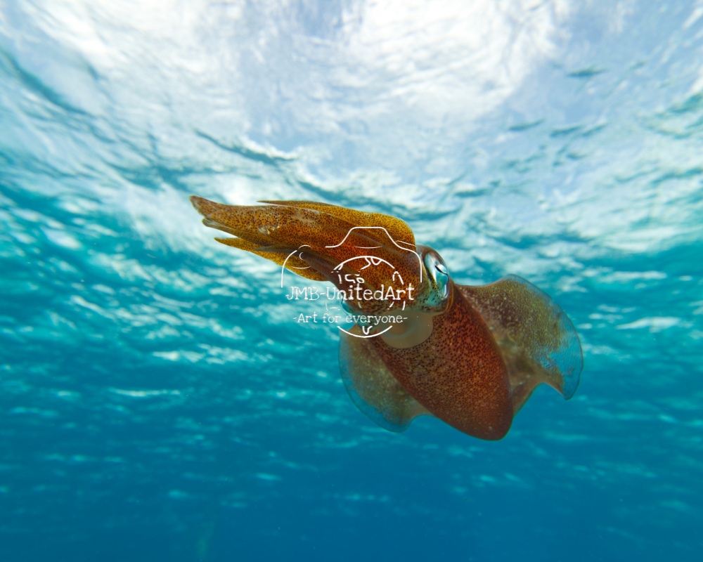 The Carribean reef squid in action