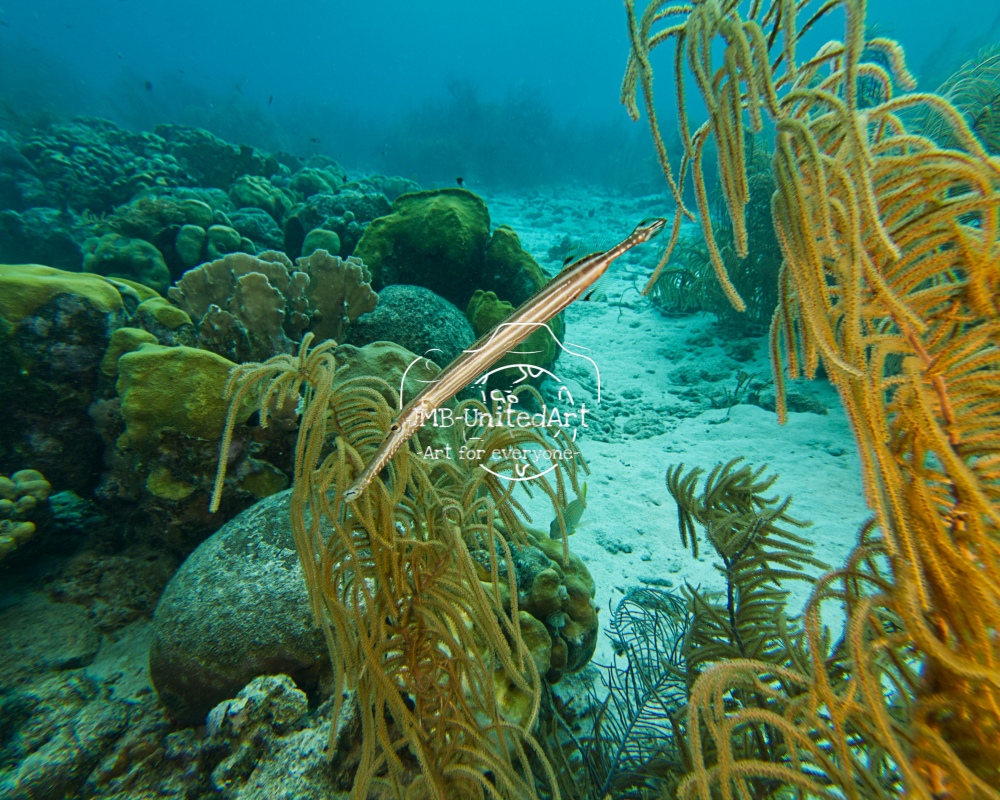 Pipefish in action