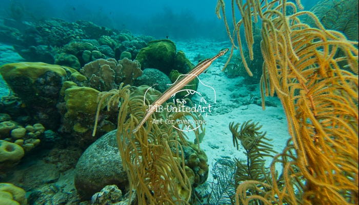 Pipefish in action